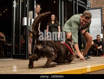 Truman's Social Club cane show Foto Stock