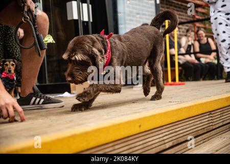 Truman's Social Club cane show Foto Stock