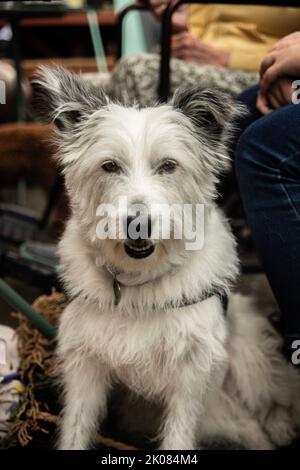 Truman's Social Club cane show Foto Stock