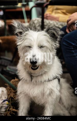 Truman's Social Club cane show Foto Stock