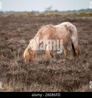 Pony di colore marrone chiaro o fawn pascolo in brughiera nella New Forest, Hampshire, Regno Unito, aprile Foto Stock