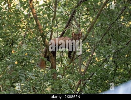 Martora che fora, arrampicandosi in un albero di susina Foto Stock