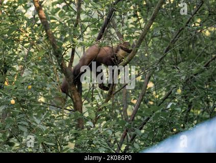 Martora che fora, arrampicandosi in un albero di susina Foto Stock