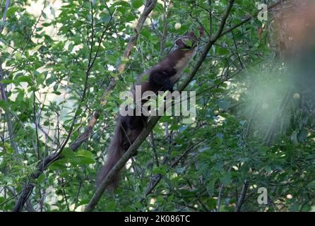 Martora che fora, arrampicandosi in un albero di susina Foto Stock