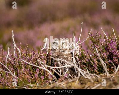 Gufo piccolo in fiore erica viola Foto Stock