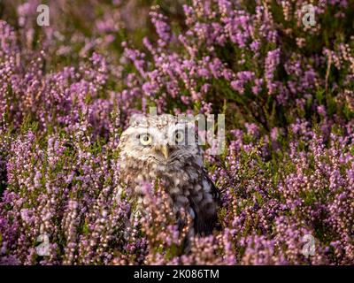 Gufo piccolo in fiore erica viola Foto Stock