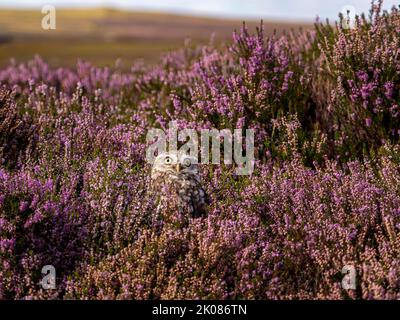 Gufo piccolo in fiore erica viola Foto Stock