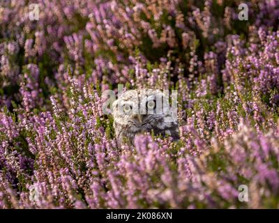 Gufo piccolo in fiore erica viola Foto Stock