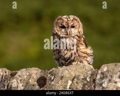Tawny Owl arroccato su un rustico muro di pietra Foto Stock
