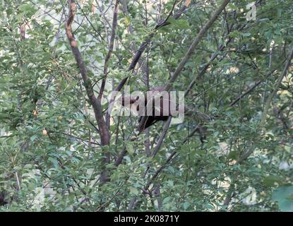 Martora che fora, arrampicandosi in un albero di susina Foto Stock