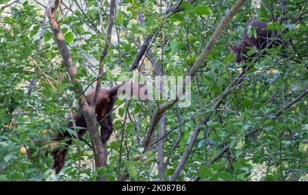 Martora che fora, arrampicandosi in un albero di susina Foto Stock