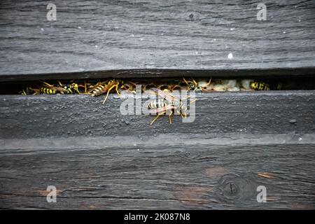 tipico piccolo nido di vespa di carta, creato nella cavità di una parete di casa in legno Foto Stock