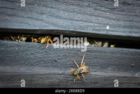 tipico piccolo nido di vespa di carta, creato nella cavità di una parete di casa in legno Foto Stock