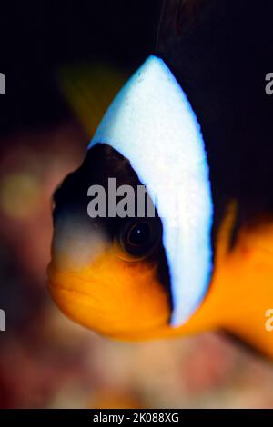 Primo piano di un pesce pagliaccio di Allard (Amphiprion allardi, noto anche come pesce anemonefale di Allard). Isola di Mafia, Tanzania Foto Stock