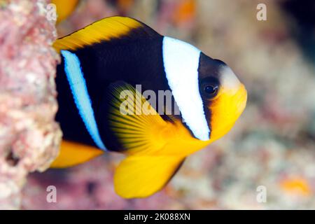 Pesce pagliaccio di Allard (Anphiprion allardi, alias pesce anemonefale di Allard). Isola di Mafia, Tanzania Foto Stock