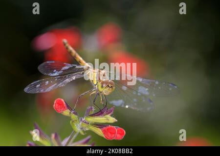 Femmina del Darter comune - Sympetrum striolatum su un fiore della salvia del sangue, salvia scarlatta o salvia del Texas - Salvia coccinea Foto Stock