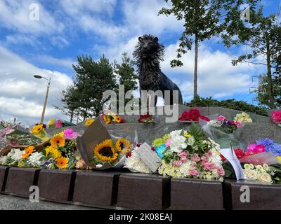 Tributi floreali alla statua di Aslan in CS Lewis Square nella parte orientale di Belfast, dopo la morte della regina Elisabetta II Data di emissione: Sabato 10 settembre 2022. Foto Stock