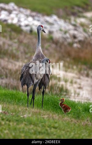 3 Gru da collina, adulti, bambino, camminare, movimento, cortile, uccelli grandi, fauna selvatica, animali, natura, Erba verde, Grus canadensis; Florida, Venezia, FL Foto Stock