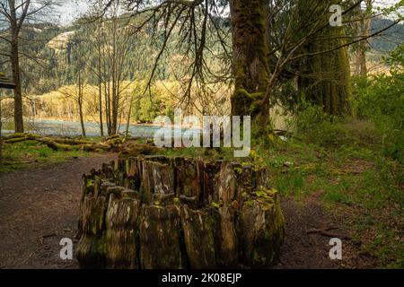 WA21981-00...WASHINGTON - a due stelle da un enorme cedro rosso occidentale al Madison Falls Trailhead nella Elwha River Valley del Parco Nazionale Olimpico. Foto Stock