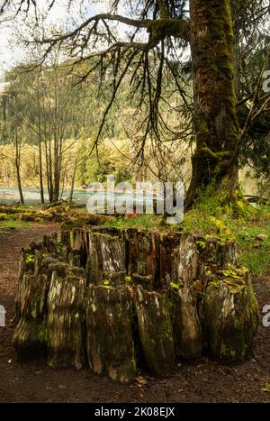 WA21982-00...WASHINGTON - a due stelle da un enorme cedro rosso occidentale al Madison Falls Trailhead nella Elwha River Valley del Parco Nazionale Olimpico. Foto Stock