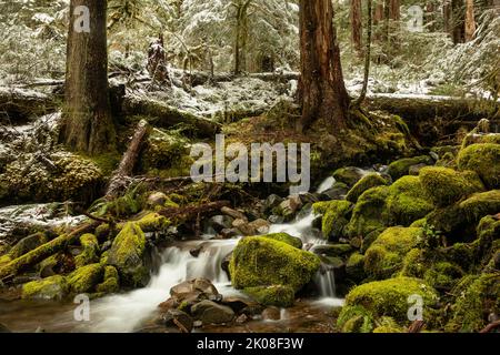 WA21988-00...WASHINGTON - piccolo torrente fiancheggiato da massi ricoperti di muschio lungo il Sol Duc River Trail nel Parco Nazionale Olimpico. Foto Stock