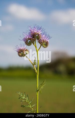 Tansy phacelia fiorisce ai margini del campo. Una scena primaverile Foto Stock