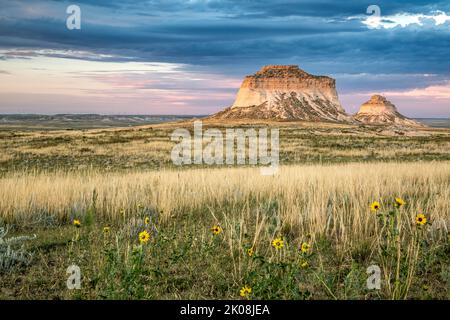 Giallo e fiori di campo Pawnee Buttes, Pawnee prateria nazionale, Colorado, STATI UNITI D'AMERICA Foto Stock