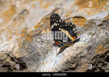 Patch con bordi (Chlosyne lacinia) Foto Stock