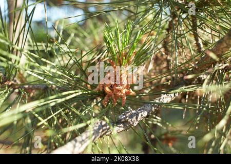 Pino di Monterey (Pinus radiata) in un paesaggio di bosco in Avoca Garden, Irlanda Foto Stock