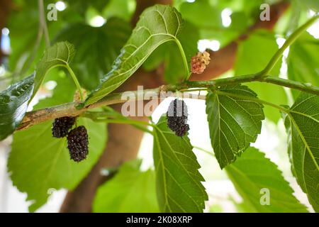 Frutti di Mulberry biologici. Pacciamole nere mature e rosse immature sul ramo dell'albero. I gelsi viola rossi su tree.fresh gelso fornisce fibra e nu Foto Stock