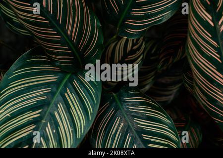 Primo piano di Calathea Ornata o Sanderiana Evergreen, una popolare pianta da interno per una decorazione a tema primaverile Foto Stock