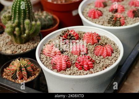 Gymnocalycium mihanovichii anche noto come cactus luna si propagò in un giardino vivaio in un negozio di piante Foto Stock