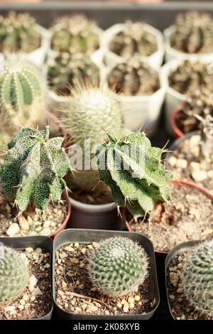 Astrophytum ornatum, comunemente conosciuto come monaco-cappuccio o cactus stella tra altri cactus e succulenti in un negozio di piante Foto Stock