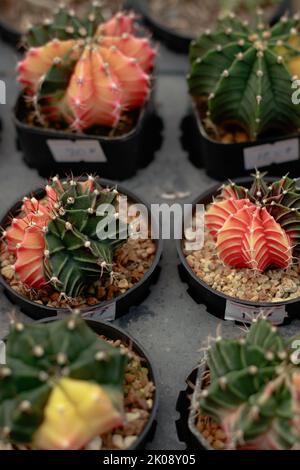 Gymnocalycium mihanovichii anche noto come cactus luna si propagò in un giardino vivaio in un negozio di piante Foto Stock