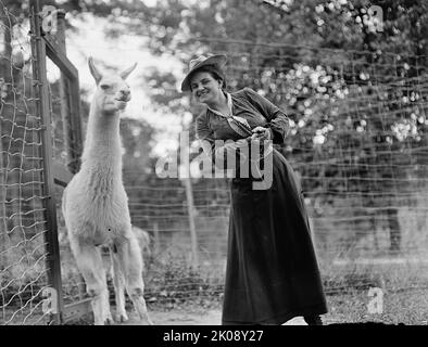 Sig.ra Franklin Adams, nee Harriet Chalmers, allo Zoo con Llama, 1912. [esploratore americano, scrittore e fotografo Harriet Chalmers Adams. Ha tenuto conferenze frequenti sui suoi lunghi viaggi in Sud America, Asia e Sud Pacifico, e ha illustrato i suoi colloqui con diapositive e film a colori. Ha anche pubblicato i suoi racconti sui suoi viaggi sulla rivista National Geographic. Sposato con Franklin Pierce Adams]. Foto Stock