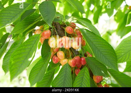 Bacche di ciliegie dolci mature di colore giallo-rosso maturano su un ramo di albero Foto Stock