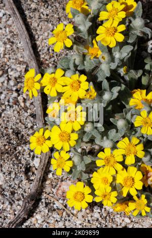 Infiorescenze di testa radiate da racemose a fiore giallo di Eriophyllum Wallacei, Asteraceae, native annue nel deserto della Coachella Valley, Springtime. Foto Stock