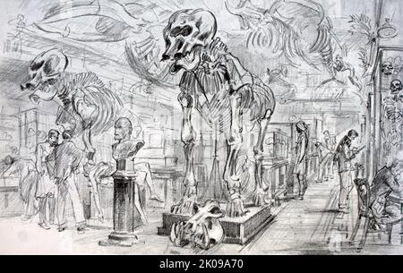 Schizzo dello scheletro di William Blake nel Royal College of Surgeons' Anatomical Museum di Edimburgo. Gli omicidi di Burke e Hare furono una serie di sedici omicidi commessi in un periodo di circa dieci mesi nel 1828 a Edimburgo, in Scozia. Furono intrapresi da William Burke e William Hare, che vendettero i cadaveri a Robert Knox per la dissezione durante le sue lezioni di anatomia. Foto Stock