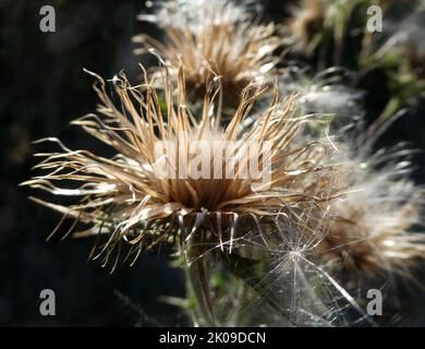 Primo piano della testa di seme di un cardo comune su uno sfondo scuro Foto Stock