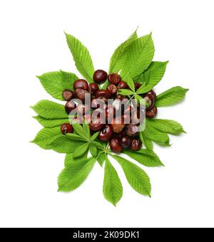 Mucchio di castagne e foglie su sfondo bianco Foto Stock