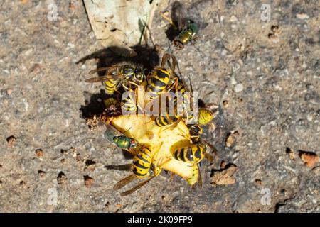 wasps swarming su un pezzo di mela, raccogliendo dolci per l'inverno, primo piano Foto Stock