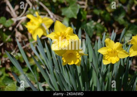 Osterglocken, Gelbe Narzissen, Narcissus pseudonarcissus, Blume, Gelb Foto Stock