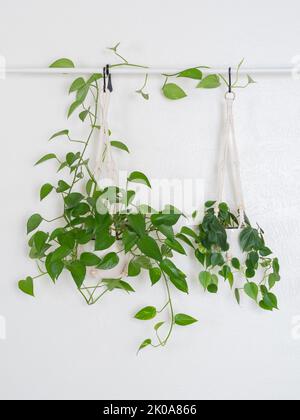 Una pianta pesa di pothos che si affaccia su una verga accanto a un filodendro heartleaf. Foto Stock