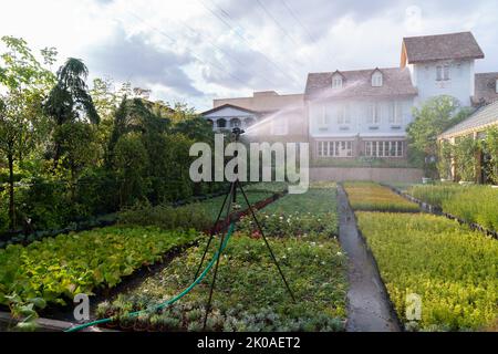 Moderno sistema di irrigazione a tubo lungo spruzza acqua fresca sulle piante che crescono in pentole in giardino Foto Stock