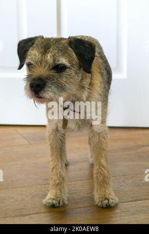 Border Terrier in piedi all'interno Foto Stock