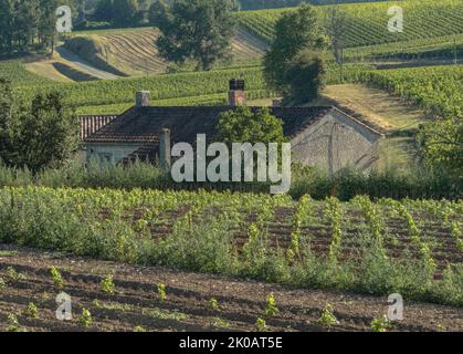 Tetto e pareti di una piccola casa vista attraverso viti appena piantate in un vigneto Foto Stock