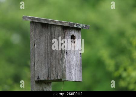 Vecchio birdhouse di legno su un palo, disegno semplice per aiutare gli uccelli nidificanti a trovare rifugio per fuggire i loro giovani in primavera Foto Stock