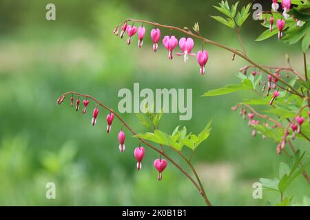 Cuore sanguinante rosa Dicentra spectabilis fioritura in primavera. I fiori formano una fila di cuori rosa. Foto Stock