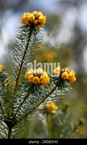 Fiori gialli del bel Bush Pea nativo australiano, Pultenaea stipularis, famiglia Fabaceae. Cresce in foresta secca di sclerofilla, boschi e brughiera Foto Stock