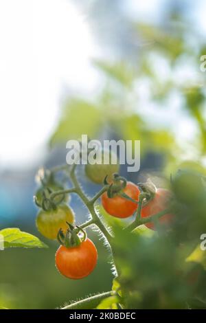 Pomodori d'uva che crescono su una vite nel sole estivo. Foto di alta qualità Foto Stock